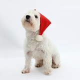 Westie wearing a Santa hat