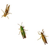 Three Meadow grasshoppers