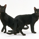 Two black Oriental cats