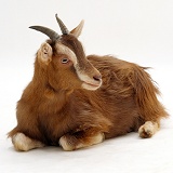 Domestic goat lying down