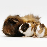 Female Abyssinian Guinea pig with two 1 day old babies