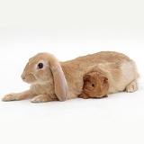 Sandy lop-eared rabbit and red Guinea pig