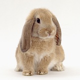 Young sandy lop-eared rabbit