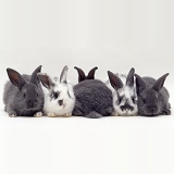 Five grey and spotted baby rabbits