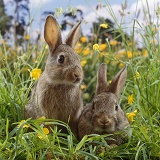Two young European wild rabbits