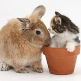 Sandy rabbit and Maine Coon-cross kitten in flowerpot