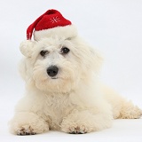 Bichon Frise wearing a Santa hat