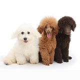 Bichon, Standard Poodle pup and adult toy poodle