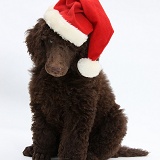 Chocolate Standard Poodle pup wearing a Santa hat