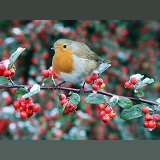 Robin on Cotoneaster