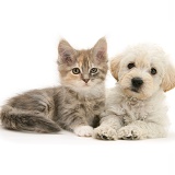 Woodle pup and Maine Coon kitten