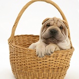 Shar-pei pup in a wicker basket