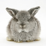 Baby silver Lop rabbit