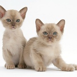 Burmese kittens, 7 weeks old