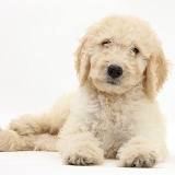 Labradoodle pup, 9 weeks old