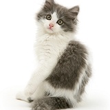 Grey-and-white kitten turning to look over its shoulder