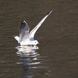 Black-headed Gull landing on water