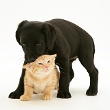 Black Labrador Retriever pup with ginger kitten