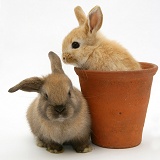 Baby rabbit in an earthenware flowerpot