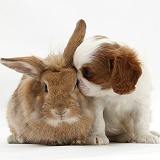 Cavalier King Charles Spaniel pup and rabbit