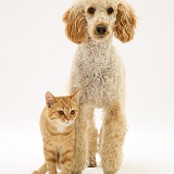 Apricot Poodle with ginger cat