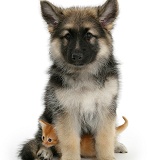 Ginger kitten with Alsatian pup