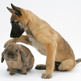 Belgian Shepherd Dog pup with a Lionhead rabbit