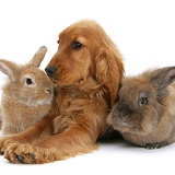 Red English Cocker Spaniel with two rabbits
