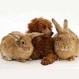 Red Toy Poodle pup with a rabbits