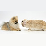 Pomeranian dog and Sandy Lop rabbit