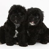 Black Pooshi (Poodle x Shih-Tzu) pups