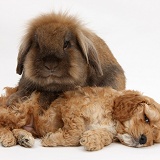 Sleepy Golden Cockapoo pup and Lionhead-cross rabbit