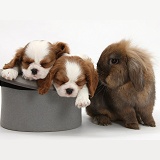 Rabbit with King Charles Spaniel pups in a top hat