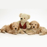 American Cockapoo puppies with a teddy bear