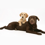 Yellow Labradoodle pup and Chocolate Labrador