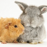 Red Guinea pig with baby silver Lop rabbit