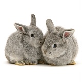 Baby silver Lop rabbits