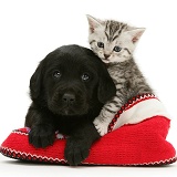 Black Goldador pup and tabby kitten in a knitted slipper