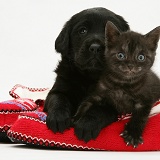 Black Retriever pup and black kitten in slippers