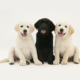 Yellow and black Goldador Retriever puppies