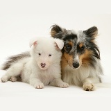 Sheltie and white pup