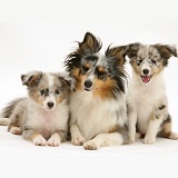 Sheltie with two puppies