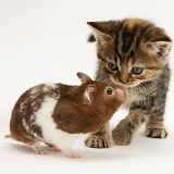 Tabby Kitten and hamster