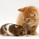 Ginger kitten with hamster