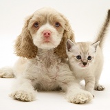 American Cocker Spaniel pup and kitten