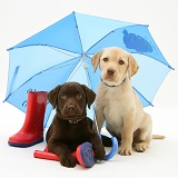 Retriever pups under a blue umbrella