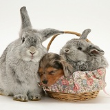 Dachshund pup with rabbits