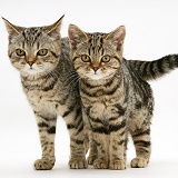 Two British Shorthair tabby kittens