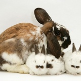 Mother rabbit and three babies