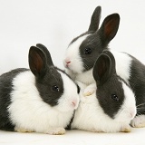 Three Baby Black Dutch rabbits